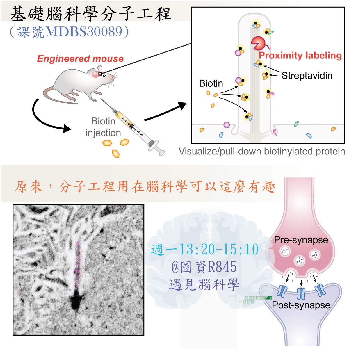 基礎腦科學分子工程